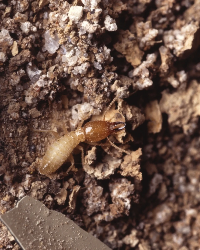 Close-up of a subterranean soldier termite with a dark amber-colored head and large mandibles, crawling on a mix of soil and debris.