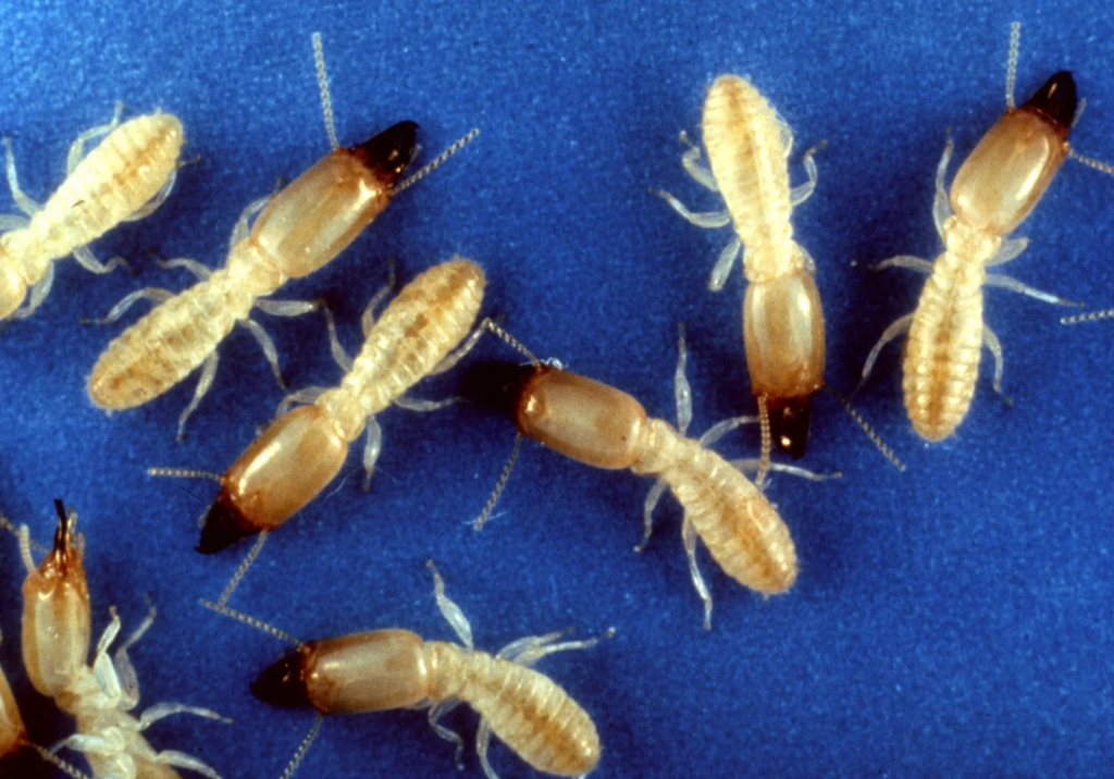 Group of drywood termites with pale, segmented bodies and dark brown heads crawling on a bright blue surface. How to prevent termites.