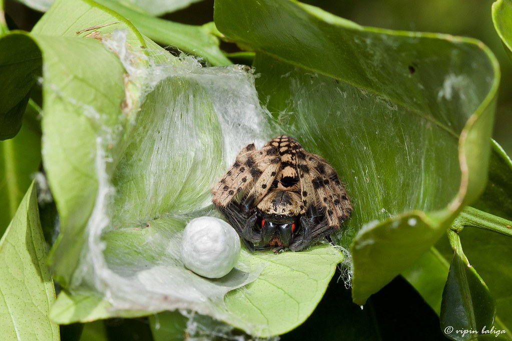 A camouflaged spider with brown and black markings guarding its spider eggs sac inside a silk-lined nest woven between green leaves.