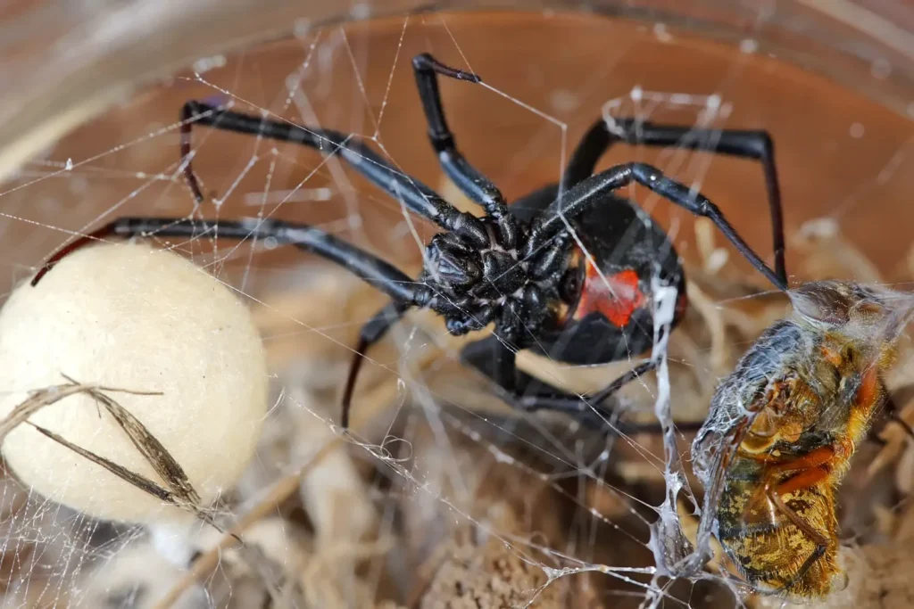 A black widow spider with a distinctive red hourglass marking guards its spider eggs sac while trapping prey in its intricate web.