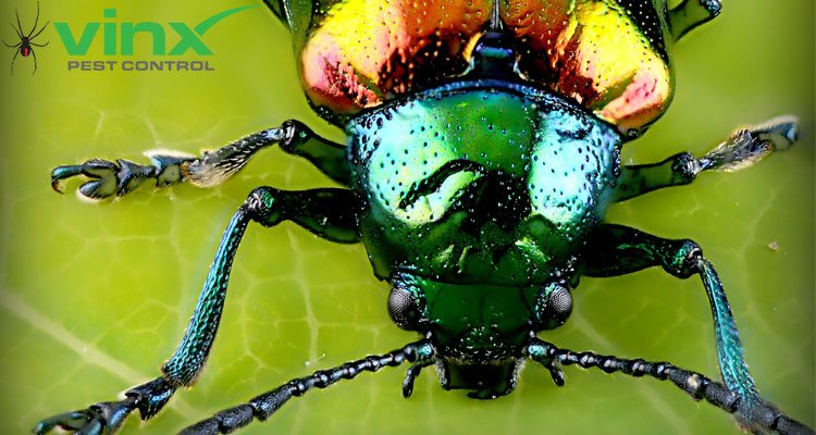 Ground Beetle Identification & Info  Bug Out - Pest Control and  Extermination Services