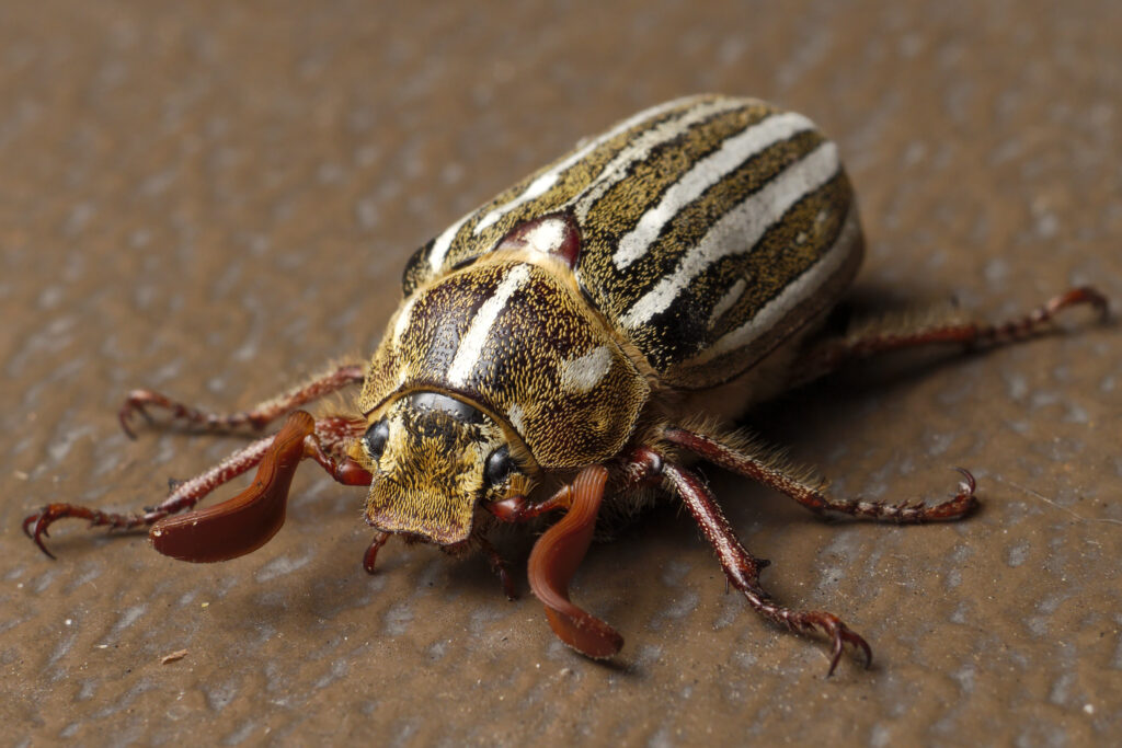 june bug 1