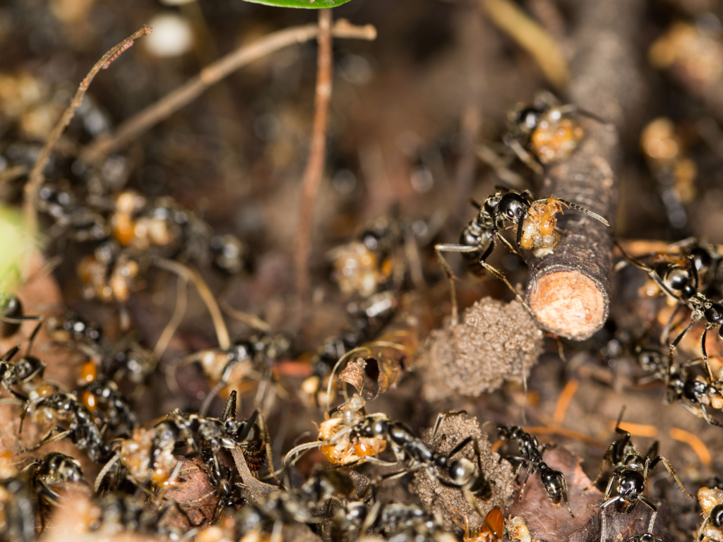 A close-up of black ants attacking and carrying termite prey on a forest floor filled with twigs and soil debris.