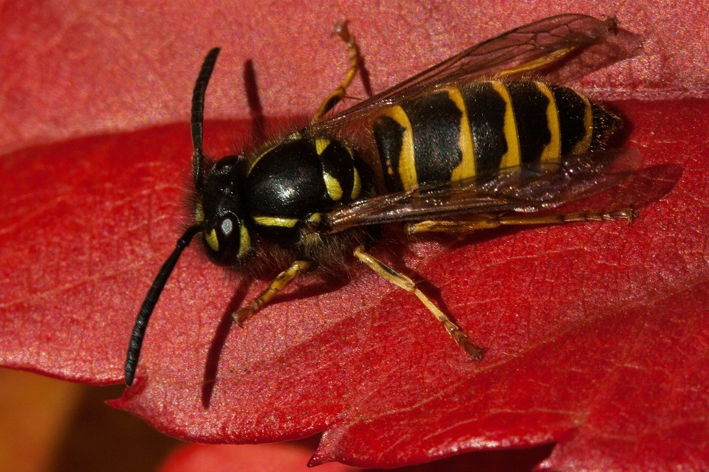 A close-up image of a yellowjacket wasp resting on a red leaf, showing its shiny black body with bright yellow bands, translucent wings, and long black antennae.