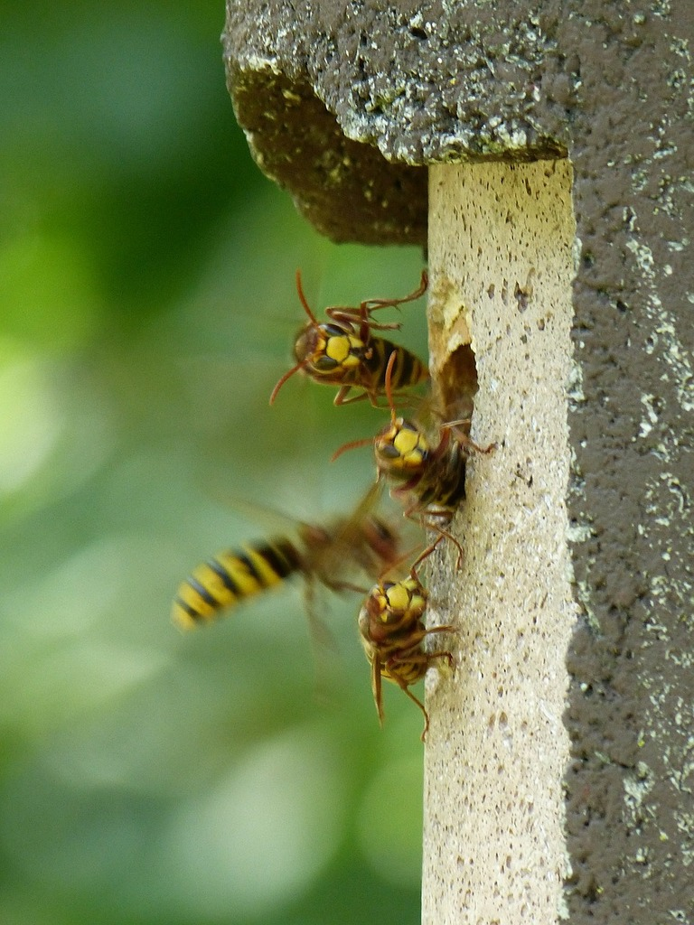 A group of hornets clustering around the entrance of their nest built into a rough, vertical surface, with one hornet in mid-flight showing its yellow and black striped abdomen against a blurred green background. Wasp control tips.