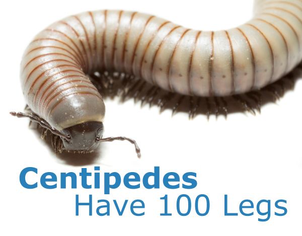 Centipede Means 100 Legs