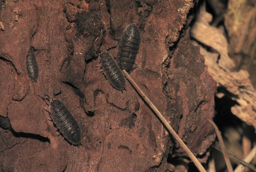 Several pill bugs crawling on a piece of bark in a natural outdoor setting.