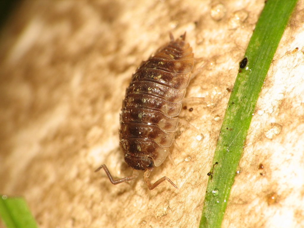 Close-up of a pill bug on a light-colored surface next to a green blade of grass. Pillbugs and sowbugs can be hard to tell the difference of.