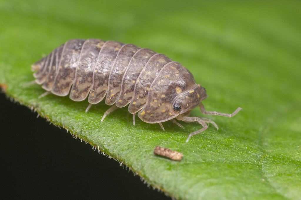 Close-up of a pill bug with segmented armor crawling on a green leaf.