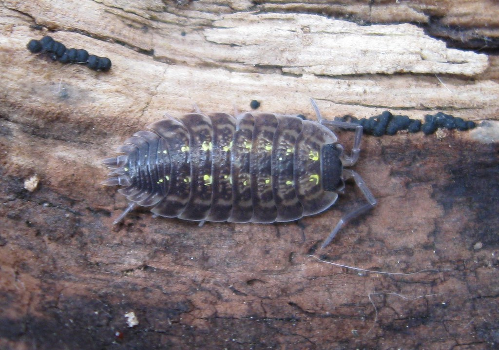 Pill bug with yellow spots on its back crawling on a piece of decaying wood.