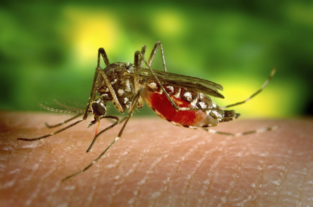Close-up of a mosquito feeding on human skin with its abdomen full of blood.