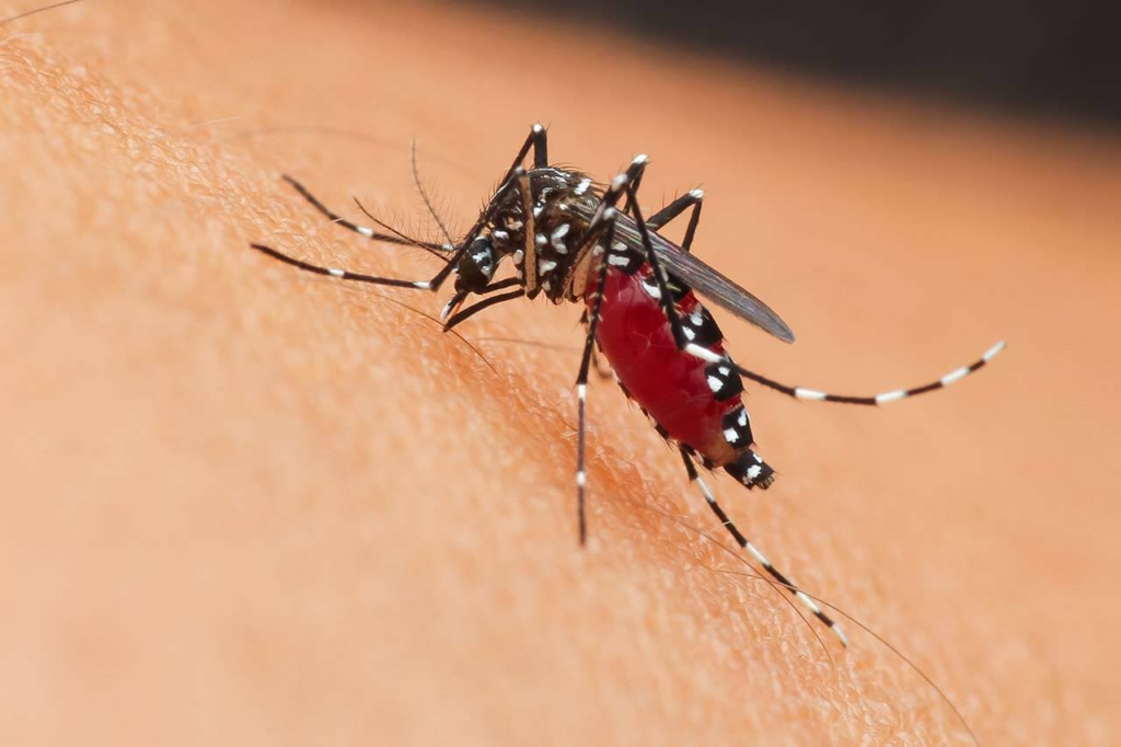 Close-up of an Aedes mosquito with a blood-filled abdomen feeding on human skin.