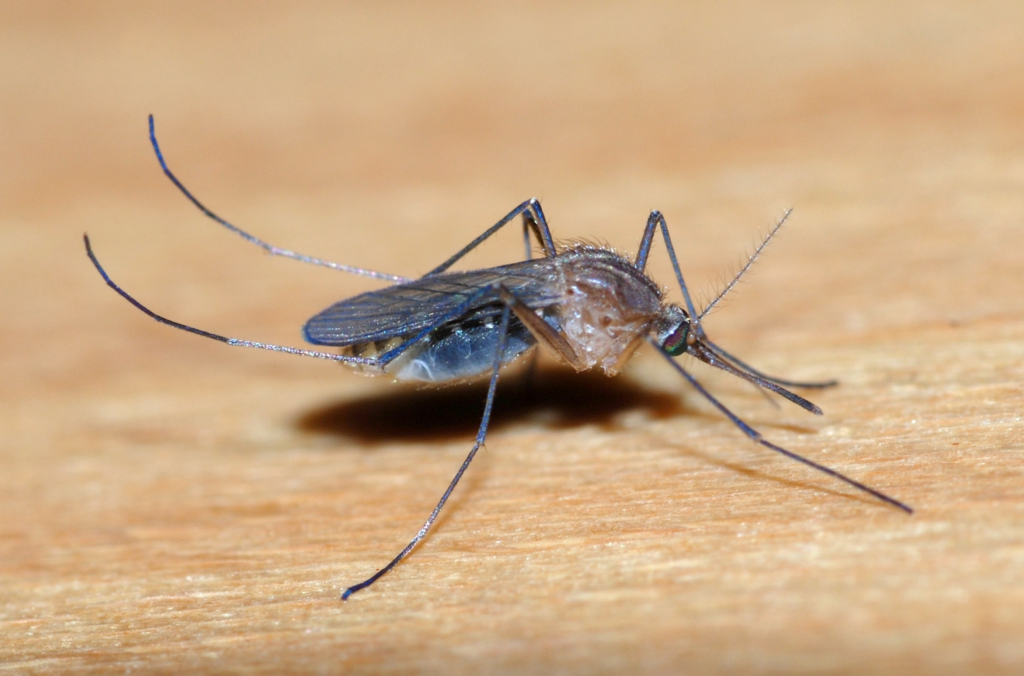 Mosquitoes