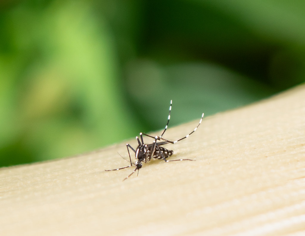 A close-up image of an Aedes mosquito, recognizable by its black body with white markings and banded legs, resting on a light-colored surface with a blurred green background.
