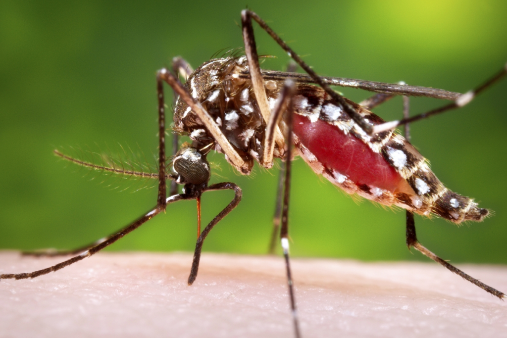 A close-up image of an Aedes mosquito feeding on human skin, showing its black body with white markings, long legs, and a red, engorged abdomen against a blurred green background. This is why mosquito control is important.