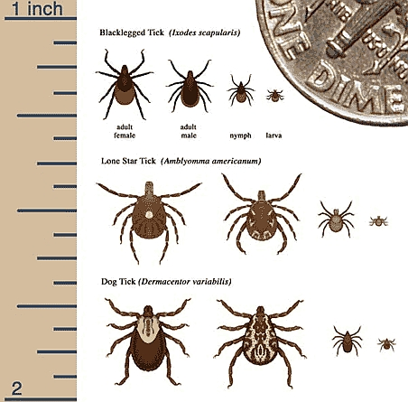 Size comparison chart of Blacklegged Tick, Lone Star Tick, and Dog Tick at various life stages next to a ruler and a dime.