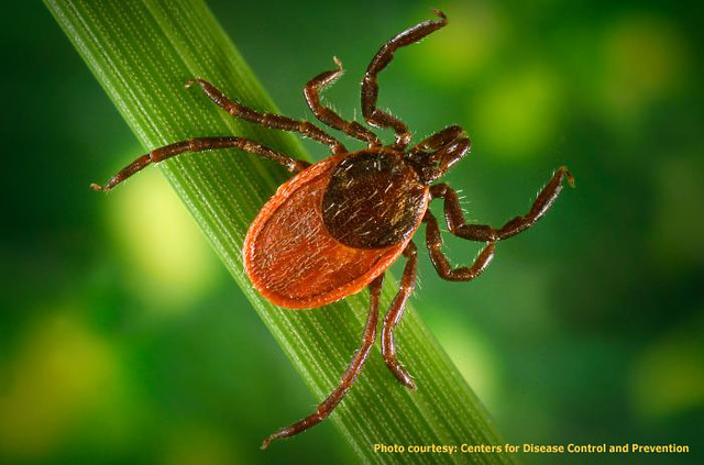 Close-up of a blacklegged tick (Ixodes scapularis) on a green blade of grass. Photo courtesy: Centers for Disease Control and Prevention.