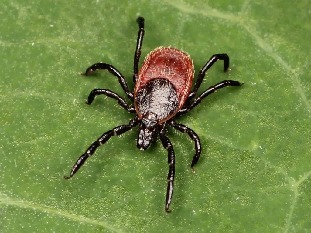 Close-up of a blacklegged tick (Ixodes scapularis) on a green leaf.