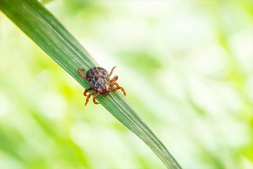 Tick perched on the tip of a green blade of grass against a blurred light green background.
