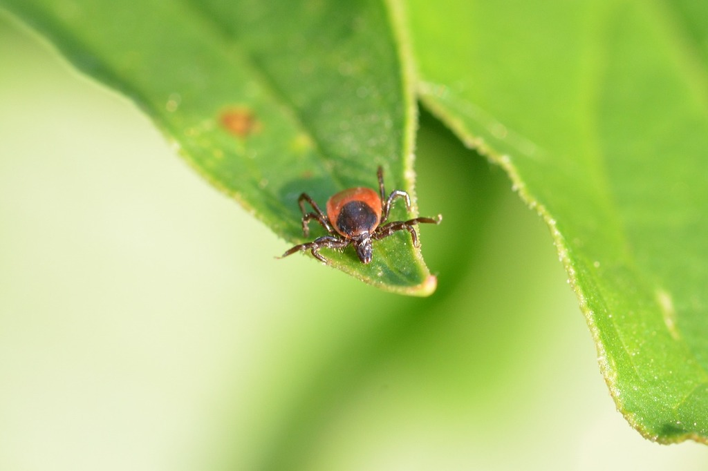 Tick standing on the edge of a green leaf with a blurred background.