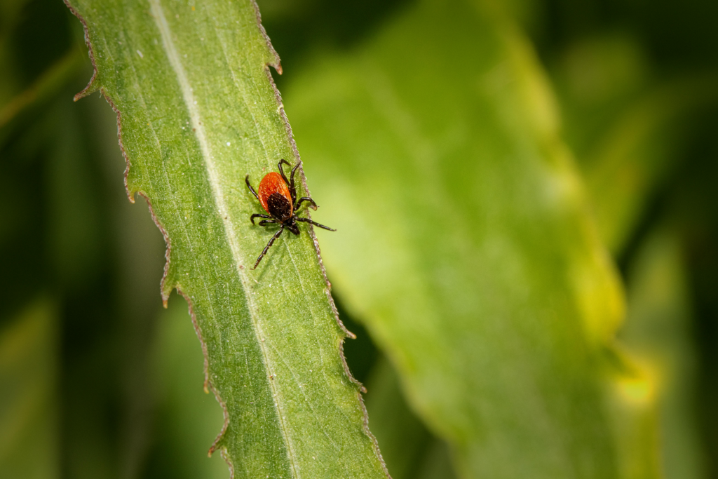 Get Rid Of Ticks