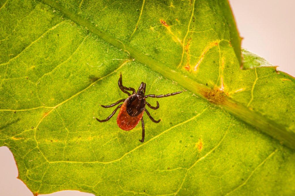 Blacklegged tick with a reddish-brown body on a bright green leaf.
