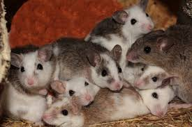 A group of small rats with white and gray fur huddled together in a cozy, straw-lined enclosure.