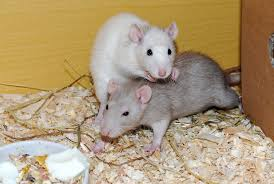 Two domesticated rats in a bedding-filled enclosure, one with white fur perched on top of the other, which has grayish-brown fur.