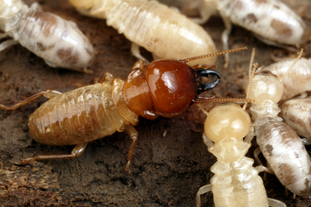 Close-up of a termite colony with a soldier termite featuring a large reddish-brown head and mandibles among worker termites.