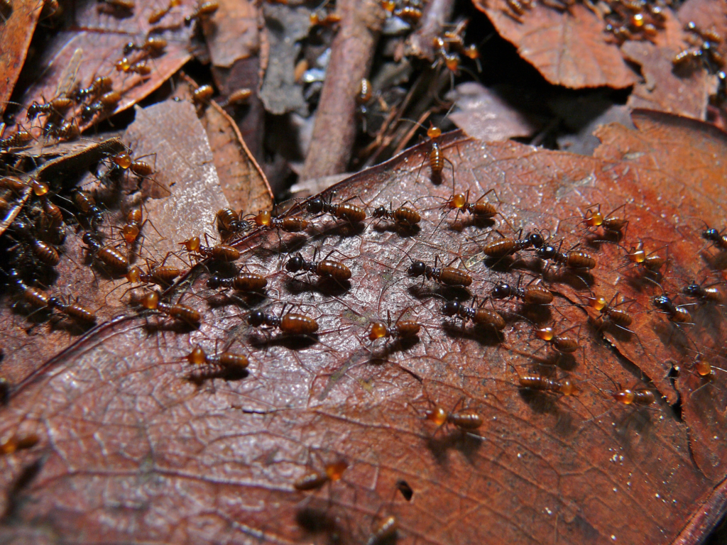 A large group of dark brown termites with orange heads moving across dry, reddish-brown fallen leaves on the forest floor.