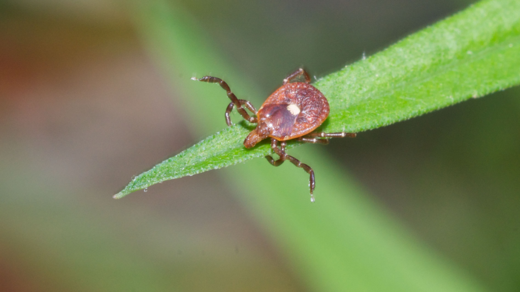 A close-up image of a Lone Star tick on the tip of a green blade of grass, identified by the distinctive white dot in the center of its reddish-brown body.