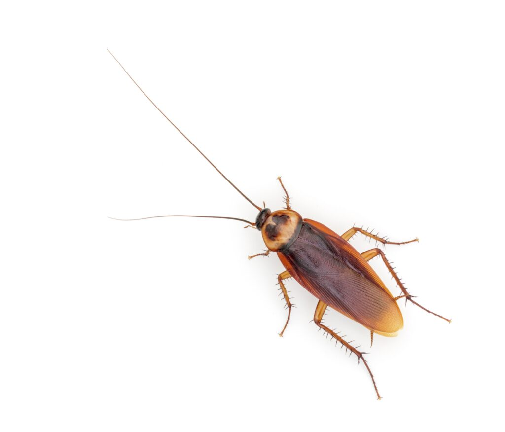 An American cockroach with a reddish-brown body, long antennae, and spiny legs, positioned against a white background.