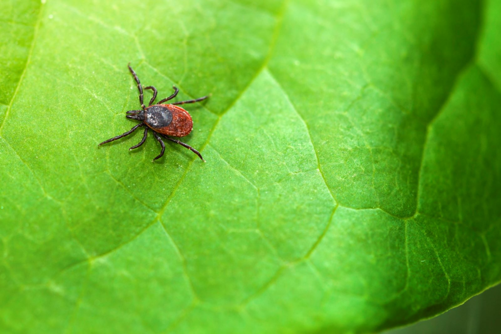 A close-up image of a blacklegged tick (deer tick) on a bright green leaf, showing its reddish-brown body and dark shield-shaped scutum.