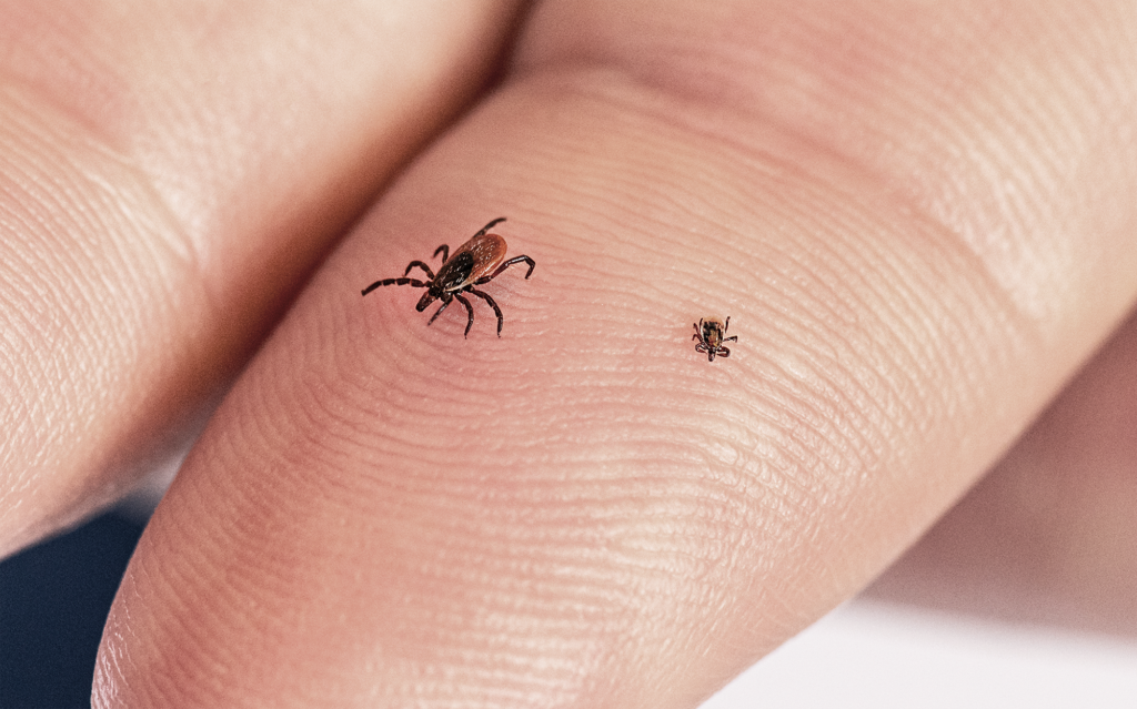 A close-up of two ticks on a human fingertip—one adult tick and one much smaller nymph—highlighting the size difference between life stages.