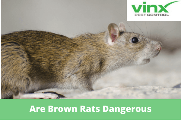 are-brown-rats-dangerous-vinx-pest-control