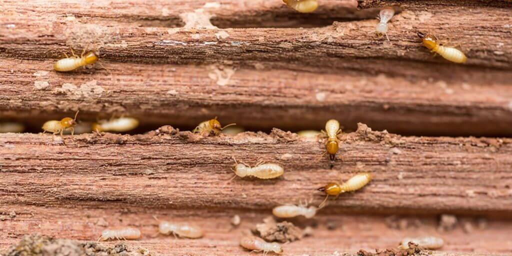 Don’t Ignore the Hidden Costs of Termite Infestations 