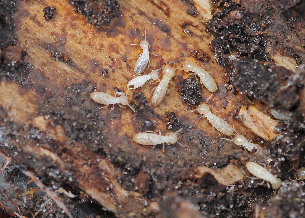 A close-up image of several light-colored termites crawling on decaying, moist wood surrounded by dark soil, showing their translucent bodies and small heads with antennae.