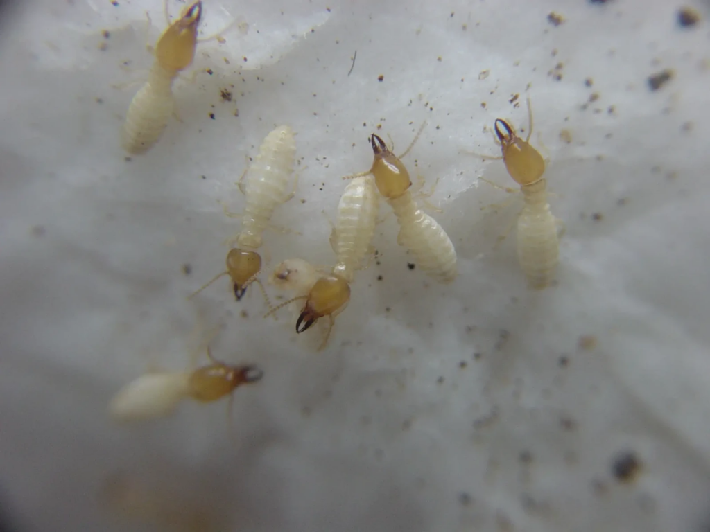 A close-up image of subterranean termites on a white surface, showing their light-colored, segmented bodies with darker, hardened heads and small pincers.