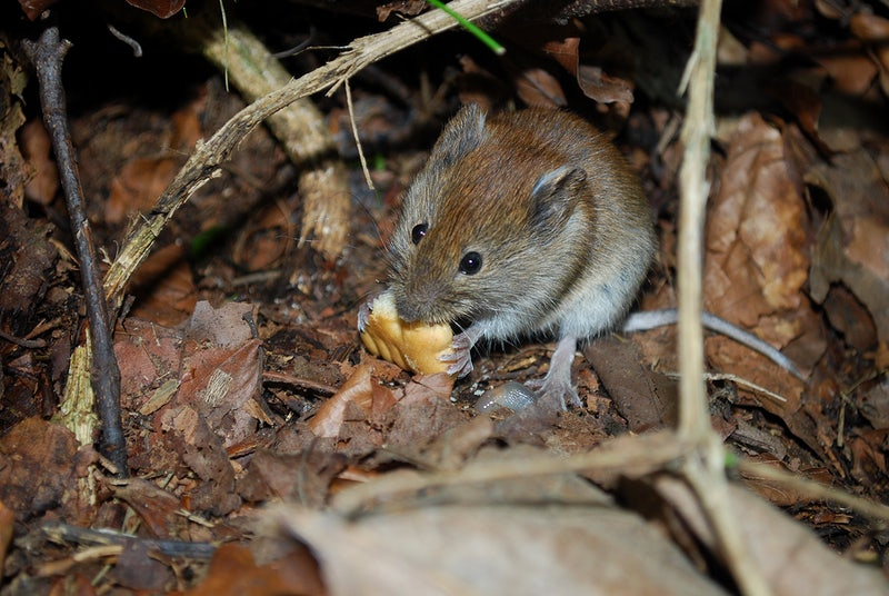 A small brown and gray mouse sitting among dry leaves and twigs in a forest, nibbling on a piece of food with its tiny front paws.