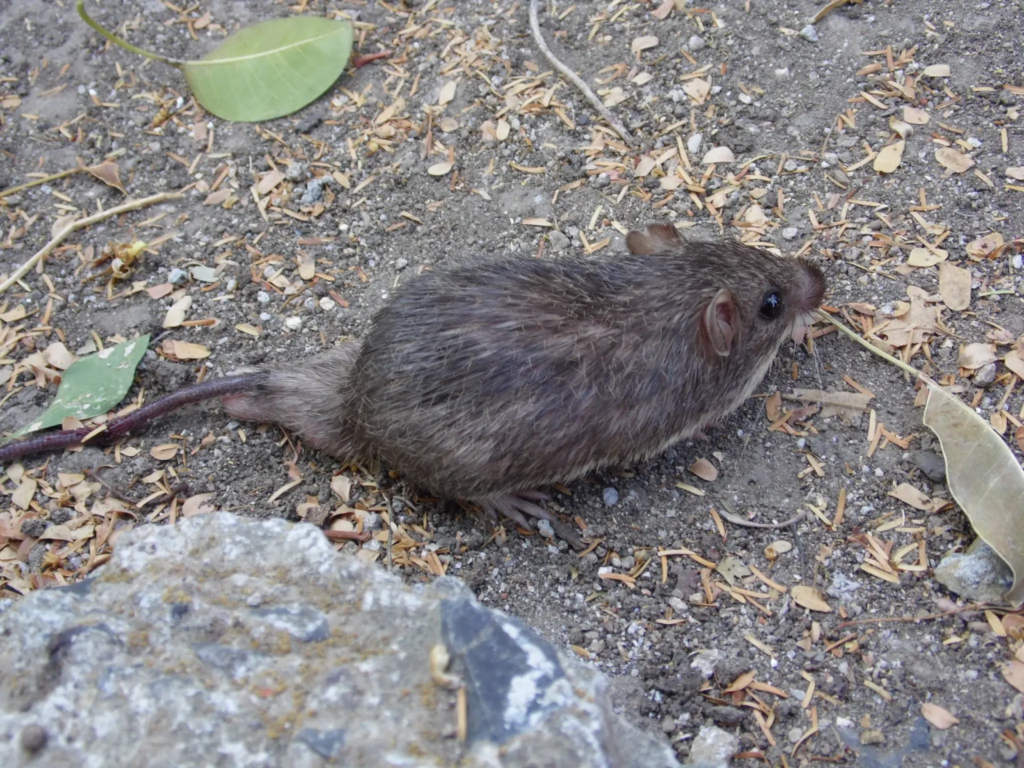 A dark brown rodent with a long tail walking across dry, dusty ground scattered with leaves and small debris.