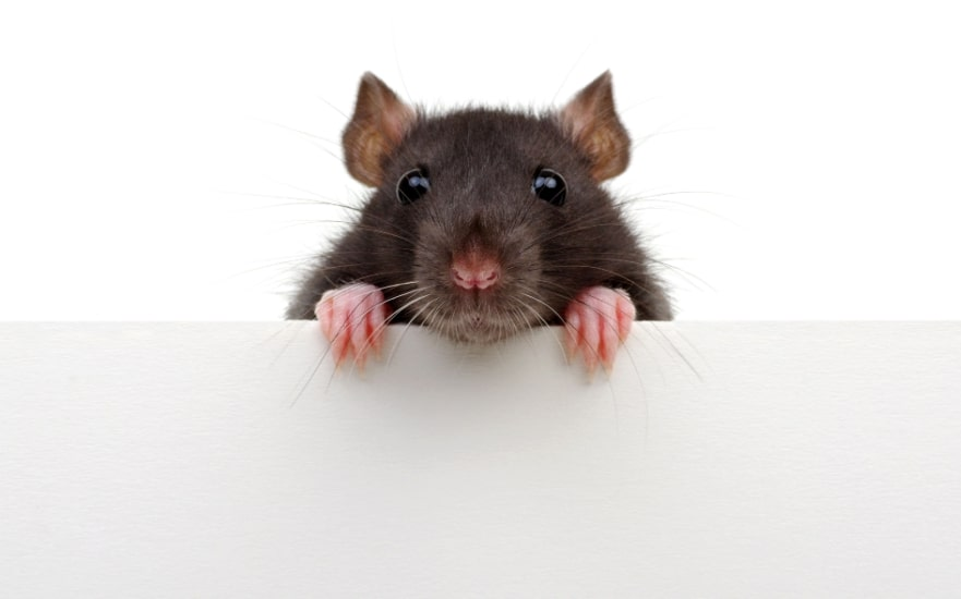 A curious black rat with pink paws peeking over a white surface, set against a plain white background.