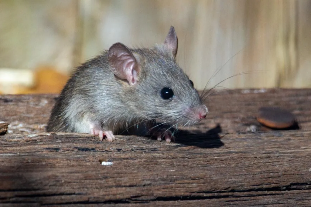 A small brown rat with black eyes and pink paws perched on a weathered wooden surface, with a blurred wooden background.