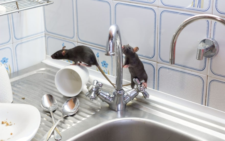 Two black rats exploring a kitchen sink area with dirty dishes, spoons, and a tilted mug, against a background of white tiled walls with blue flower patterns.