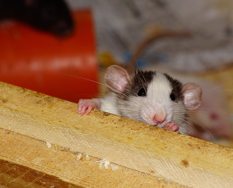 A small white and black rat peeking over the edge of a wooden surface, with its pink paws gripping the edge and background showing a blurred orange object and indistinct surroundings.