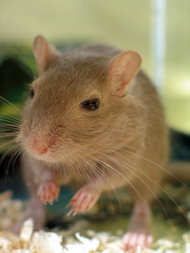A close-up of a light brown rat with pink paws standing on wood shavings, looking slightly to the side, with a blurred green background.