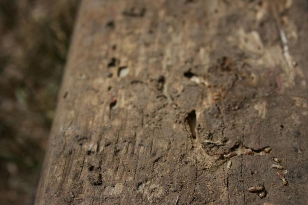 Close-up of a piece of wood showing termite damage, with small tunnels and holes, and several tiny termites crawling along the surface.