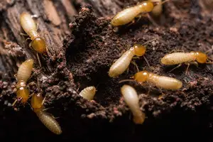 Group of termites with light-colored bodies and darker heads crawling on soil and decaying wood.