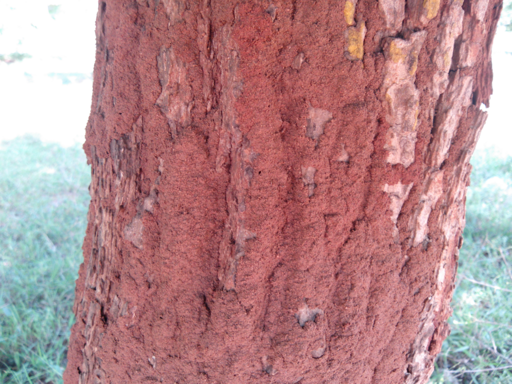 Tree trunk covered with a reddish, rough-textured layer likely created by termites, with patches of bark visible underneath.