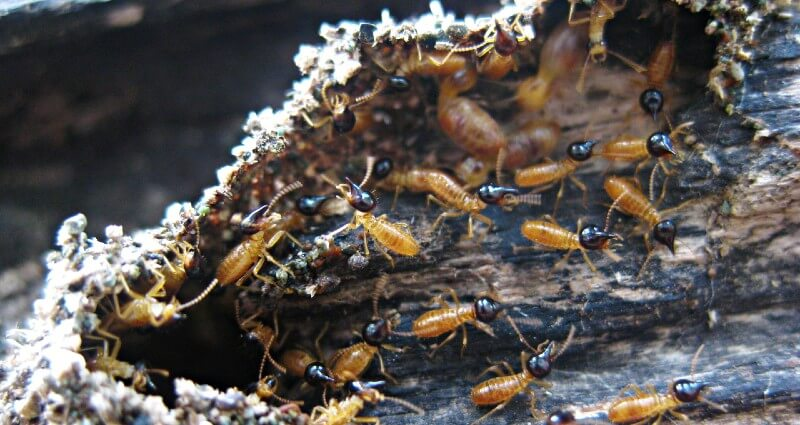 Group of termites with dark heads and amber-colored bodies actively crawling on a piece of damaged, rotting wood.