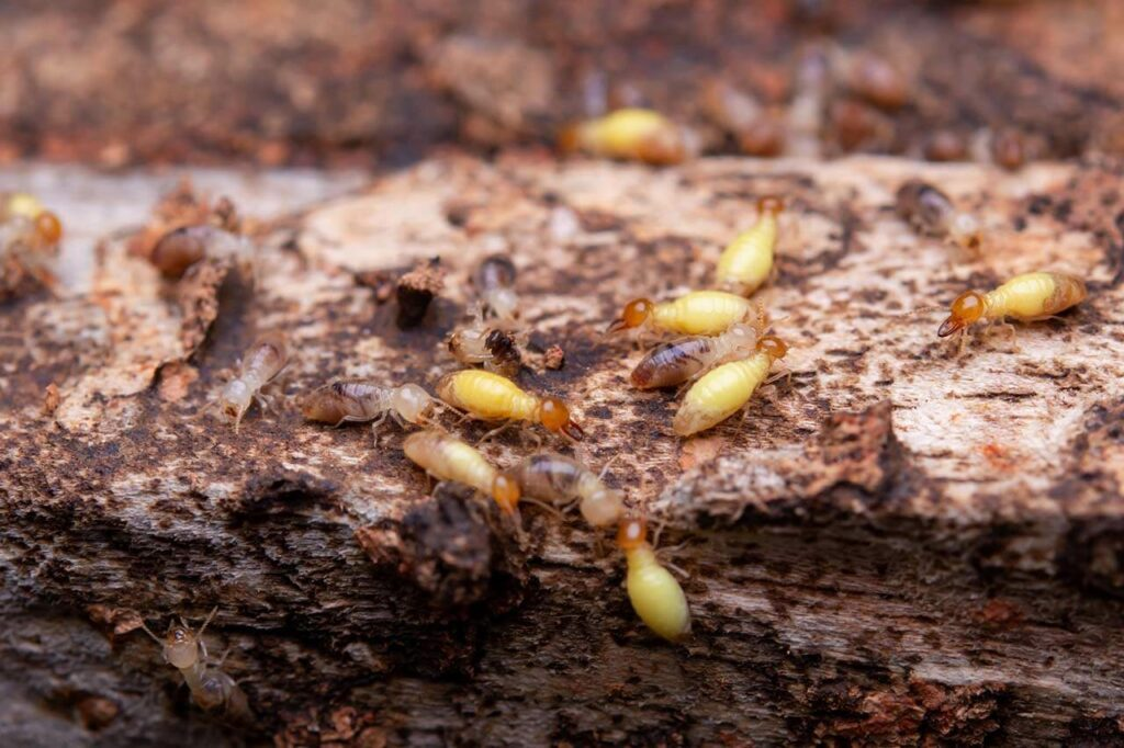 Cluster of yellow and brown termites crawling on a decayed, reddish-brown piece of wood, showing visible wood damage and tunnels